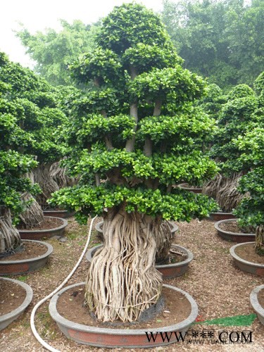 漳州罗汉松树桩小叶榕树/造型小叶榕桩头产地种植基地批发