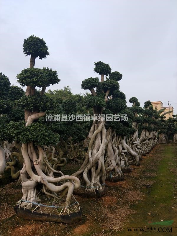 漳浦县沙西镇卓绿园艺场--榕树怪根
