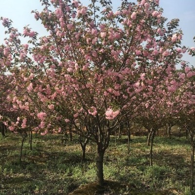 安徽省宣城市大量供应8一12公分精品晚樱，4一8公分红叶石楠
