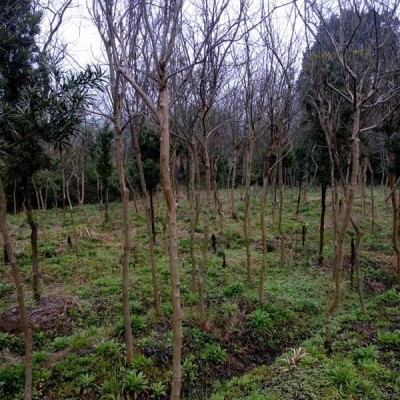大量供应基地红红石楠树，6到15公的