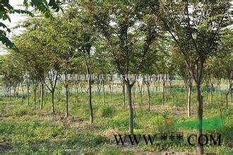 江苏淮安供应优质红叶石楠树，5公分红叶石楠树价格