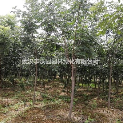 武汉丰沃园园林绿化有限公司苗圃提供胸径5-8cm红叶石楠