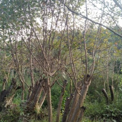 椤木石楠造型树基地供应，九江椤木石楠造型树价格优惠，哪里有便宜的造型椤木石楠批发价格便宜。