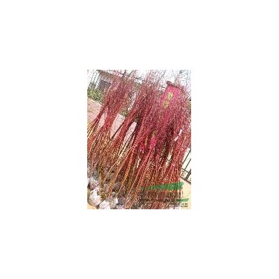 江苏地区 红叶石楠柱 80-350cm高  大量供应 价优