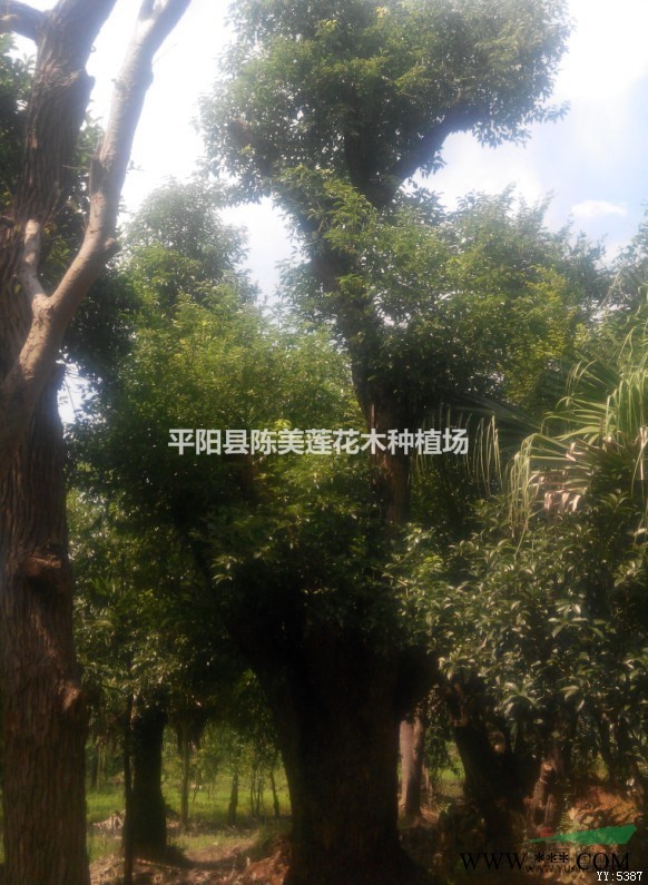 红叶石楠树3米高