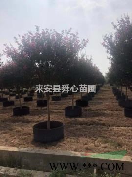 滁州地区大量供应红叶石楠小苗