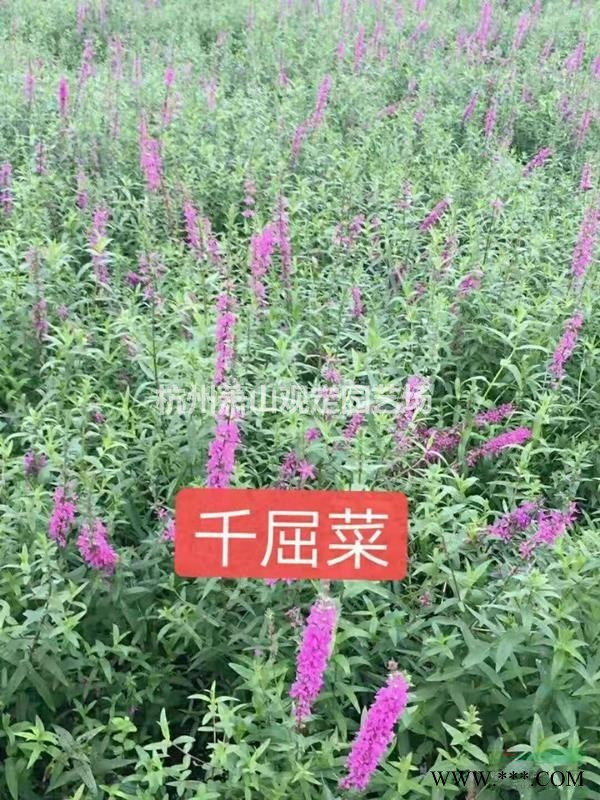 杭州供应红叶石楠工程.H60—70cm。H80—100cm高。P30cm优质小毛球