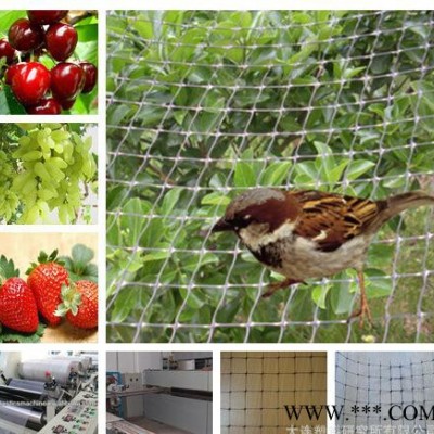 多功能塑料网--防鸟防虫网、pp拉伸网、植物爬藤网等