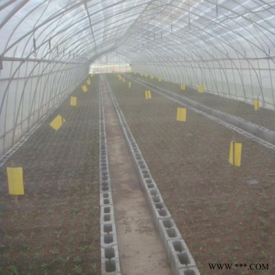 厂家生产   防虫网 尼龙大棚防虫网  马铃薯防虫网 温室大棚防虫网