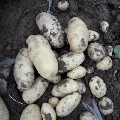 马铃薯专用生物肥  土豆专用底肥 高产高效 缓解土壤 马铃薯专用肥