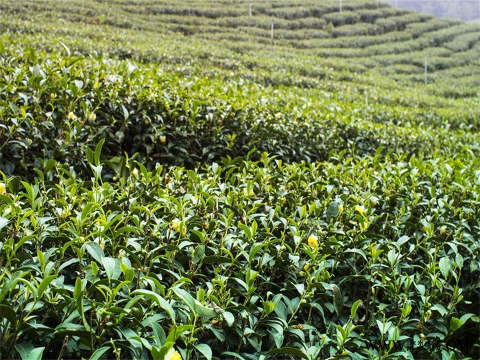 茶叶有机肥 长沙有机肥  专用有机肥