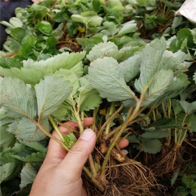 史丹利种草莓肥料专用肥营养肥盆栽营养液家用水溶肥有机复合肥