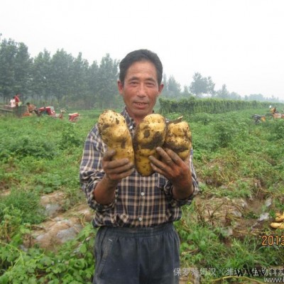 土豆专用生物肥料 青岛土豆亩产过万斤高效生物有机肥