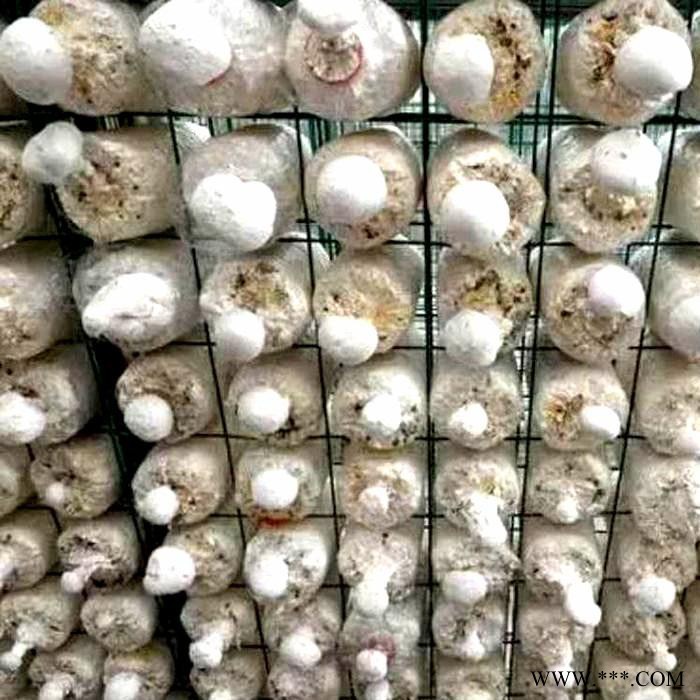 安平蘑菇网架厂家 出菇架蘑菇网架 养殖蘑菇网架 平菇蘑菇网架现货
