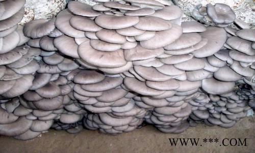 大量出售高品质平菇菌包蘑菇菌种食用菌菌袋平菇菌