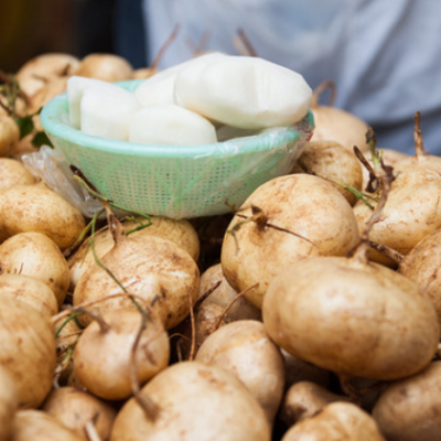 广西凉薯 农家自种 凉薯新鲜现挖蔬菜 白地瓜 沙根番薯 10斤 大果