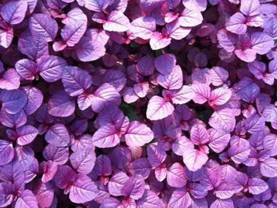 紫叶苋菜