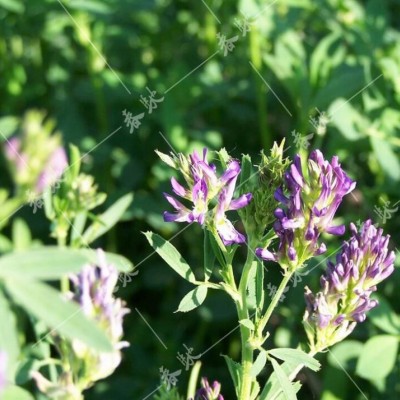 威尔种子批发 紫花苜蓿种子 牧草草籽种子 牛羊草植 紫花苜蓿