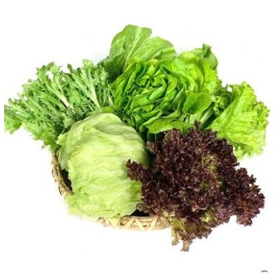 新鲜生菜组合3.5斤 沙拉蔬菜汉堡球生菜
