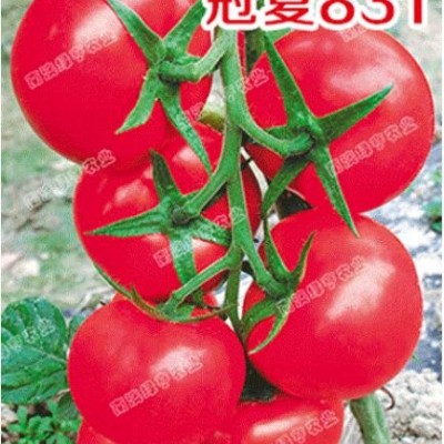 冠夏831-番茄