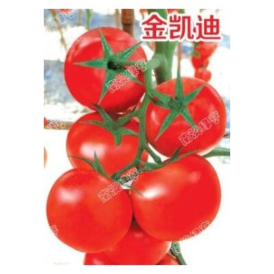 金凯迪-大红番茄