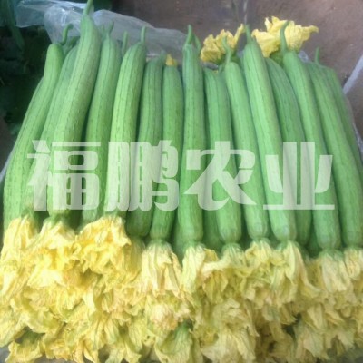 丝瓜——蔬菜种苗