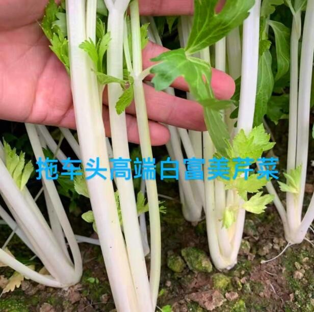 蔬菜种子白富美白玉芹菜种子春夏秋四季播菜阳台园基地种植香芹籽