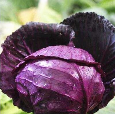 新研一代紫甘蓝种子紫色包菜种子春秋四季农家菜园播种蔬菜籽高产