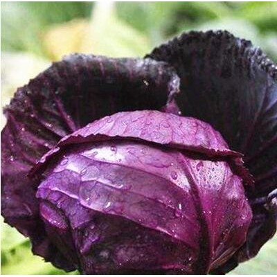 新研一代紫甘蓝种子紫色包菜种子春秋四季农家菜园播种蔬菜籽高产