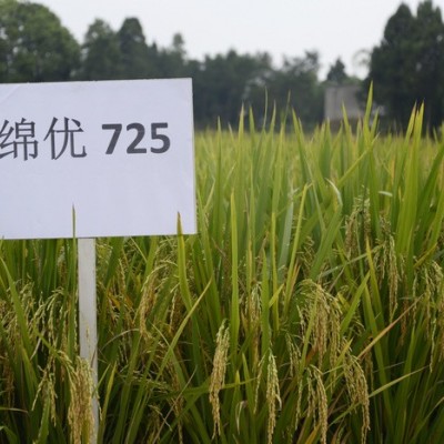 优质水稻杂交新品种——绵优725