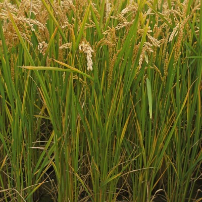 龙粳31-水稻