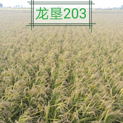 龙垦203-水稻