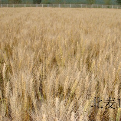 北麦15-小麦