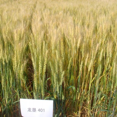 龙垦401-小麦