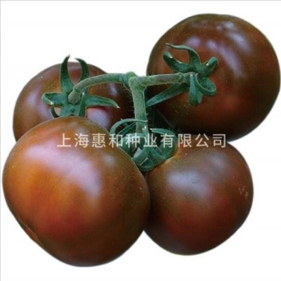紫太郎 高糖青肩紫黑色的中果型番茄