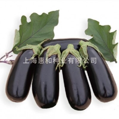黑塔 适应性较强的无刺早熟紫黑茄子