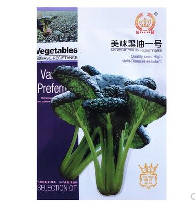 新美味黑油一号黑白菜种子阳台菜园春秋冬季播种蔬菜种子抗寒易播