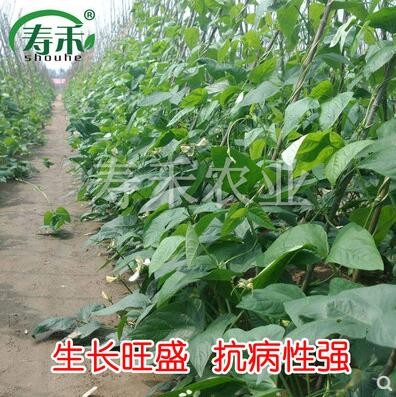 高产豇豆种子种籽韩国特长王绿将军绿条白条长豆角春季蔬菜孑菜子