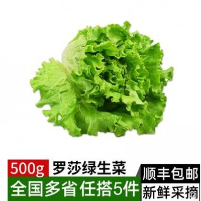罗莎绿生菜500g 新鲜蔬菜绿叶生菜 花叶生菜罗沙绿沙拉食材