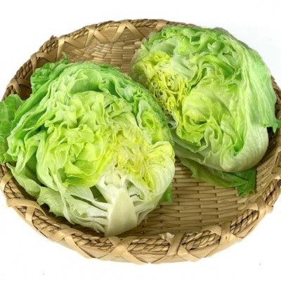 球生菜500g 新鲜蔬菜西餐汉堡用沙拉食材球形圆型西生菜