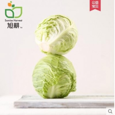 【旭耕】有机卷心菜500g包菜甘蓝新鲜蔬菜洋白菜自种圆白菜卷芯菜