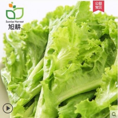 【旭耕】新鲜生菜350g净菜绿叶青菜新鲜蔬菜沙拉配菜生吃甜脆