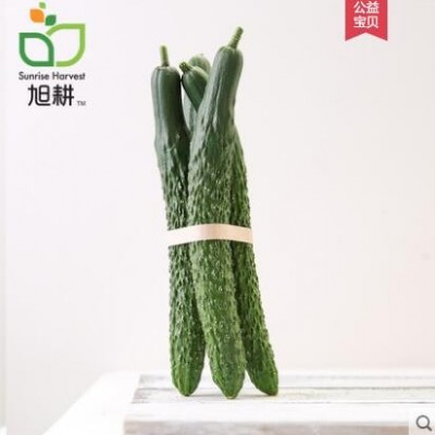 【旭耕】有机大黄瓜500g新鲜蔬菜辅食健身餐沙拉食材现摘现发