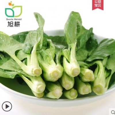 【旭耕】有机小油菜350g净菜青菜新鲜蔬菜现摘现发火锅蔬菜