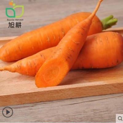 【旭耕】有机胡萝卜500g新鲜水果型甜脆萝卜红皮红心生吃即食零食