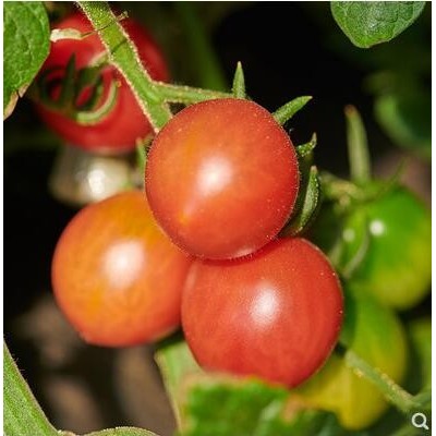 绿源禾心 有机圣女果新鲜蔬菜小番茄樱桃有机西红柿小西红柿500g