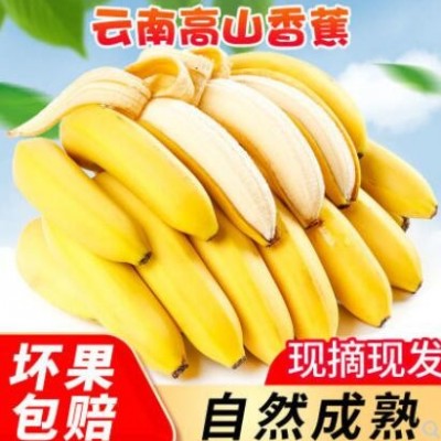 云南甜大香蕉新鲜现摘当季水果热带高山自种自然熟10斤