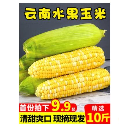 云南金银水果玉米10斤新鲜生吃甜玉米棒子粒粘糯黏苞谷米