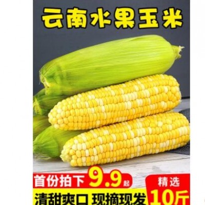 云南金银水果玉米10斤新鲜生吃甜玉米棒子粒粘糯黏苞谷米