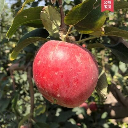 新疆阿克苏红玫瑰苹果水果新鲜当季整箱